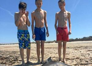 Drenge fandt dødt marsvin på strand