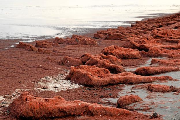 Den røde tang, der ligger i fine lige linjer på den øde strand, er som var det ørknerne fra fremmede planeter, og spejler både den øde strand i dag, og fremtidens strande.
