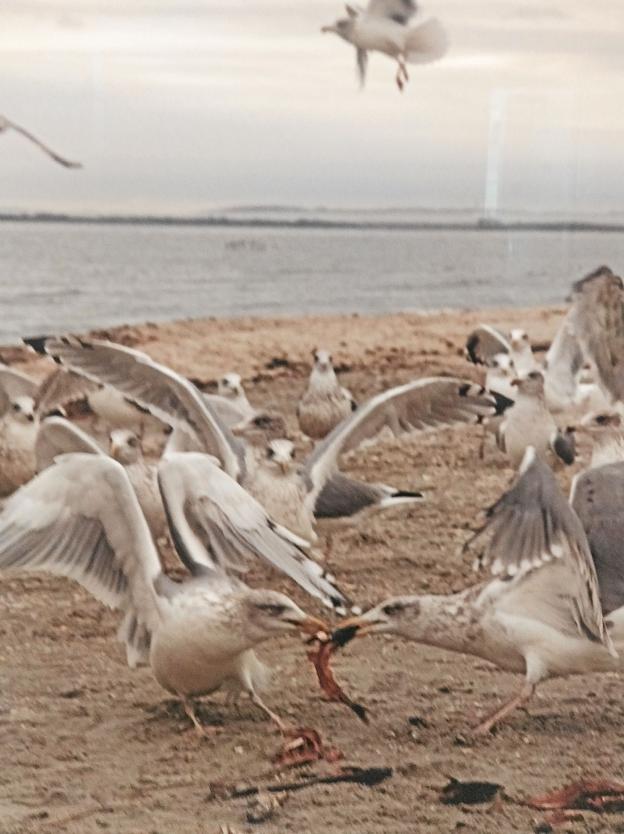 Det er ikke kun smukke billeder, og det er de i høj grad, men der ikke lagt sminke hen over naturens voldsomhed, som når et værk hedder: ”Dræb, dræb”, hvor mågerne kæmper indædt om føden. (Detalje fra værket: Kill Kill).