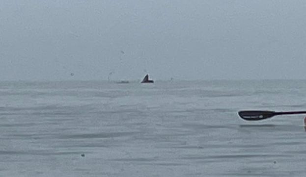 Anja Kammer er en af de heldige, der har set, hvad flere omtaler som en pukkelhval ved Bratten Strand torsdag 19. maj 2022. <i>Privatfoto, Anja Kammer</i>
