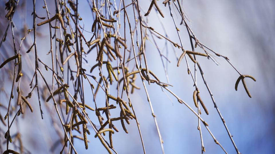 Nye tal fra Astma-Allergi Danmarks pollenkalender viser, at pollensæsonen for alle typer pollen er trukket ud, og pollenmængderne er øget de seneste ti år, når man sammenligner med tal fra 1985-2009. (Arkivfoto) <i>Bo Amstrup / Ritzau Scanpix/Ritzau Scanpix</i>