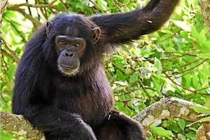 Chimpanse har levet uden fødder i 10 år