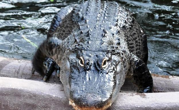 Krokodille død af overspisning