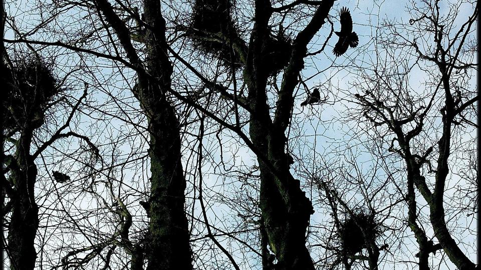 Der er efterhånden så mange råger i træerne i den fredede Christiansmindeskov i Løgstør er det er ved at være et problem for blandt andet Løgstør Camping, som er nærmeste nabo til skoven.Foto Lars Pauli <i>Pressefotograf Lars Pauli</i>