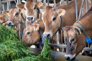 Forskud på en fremtid med fri ret til mælkeproduktion