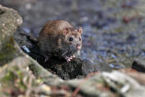 100.000 rotter dræbt uden gift