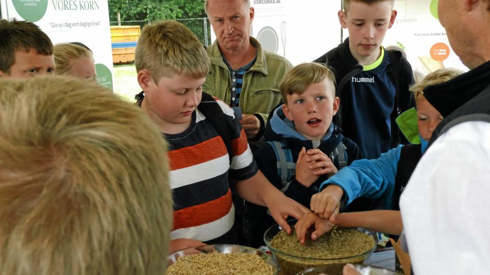 Her gætter 4. a. og lærer Finn Larsen fra Hedegaardsskolen i Brønderslev kornsorter hos deltidslandmand Niels Pedersen Qvist på Hjørring Dyrskues første dag. Privatfoto