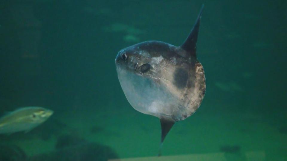 Her en af de nye klumpfisk i Nordøsen Oceanarium i Hirtshals. <i>Foto: Nordsøen Oceanarium</i>