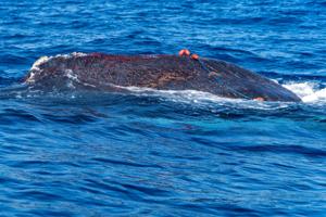 Dykkere reddede 12 meter lang pukkelhval fri af drivgarn