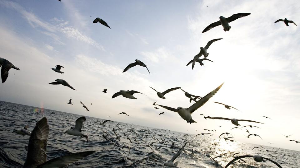 Lørdag middag brød forhandlingerne mellem EU og Norge om fiskeri i Nordsøen og Skagerrak sammen - nu forhandler parterne igen. Denne gang i London. <i>Pressefotograf Henrik Bo</i>