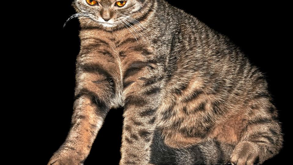 Fede hunde og katte skal på slankekur, mener fire nordjyske dyrlæger. Arkivfoto
