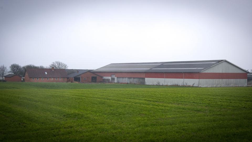 Unge landmænd, der har etableret sig inden for de seneste fem år, kan næste år søge et særligt tilskud fra EU. NaturErhvervstyrelsen vurderer, at støtten kommer til at blive omkring 630 kroner per hektar.