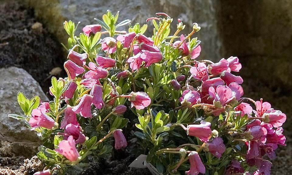 Torsdag 13. februar er der mulighed for at høre mere om bjergplanter - Kaj Andersen fra Alpine Garden Society holder foredrag. Arkivfoto <i>Pressefotograf Carl Th. Poulsen</i>