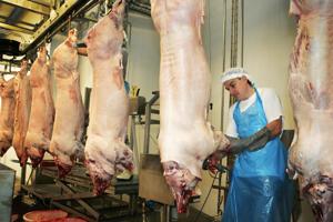 Svinepest udløser produktionsstop på slagteri