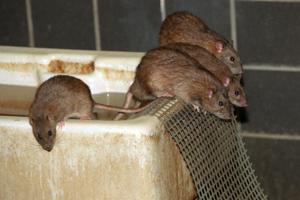 27-årig lever med rotter under gulvet