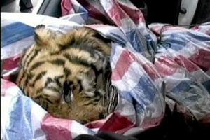 Anholdt med tiger i bagagerummet