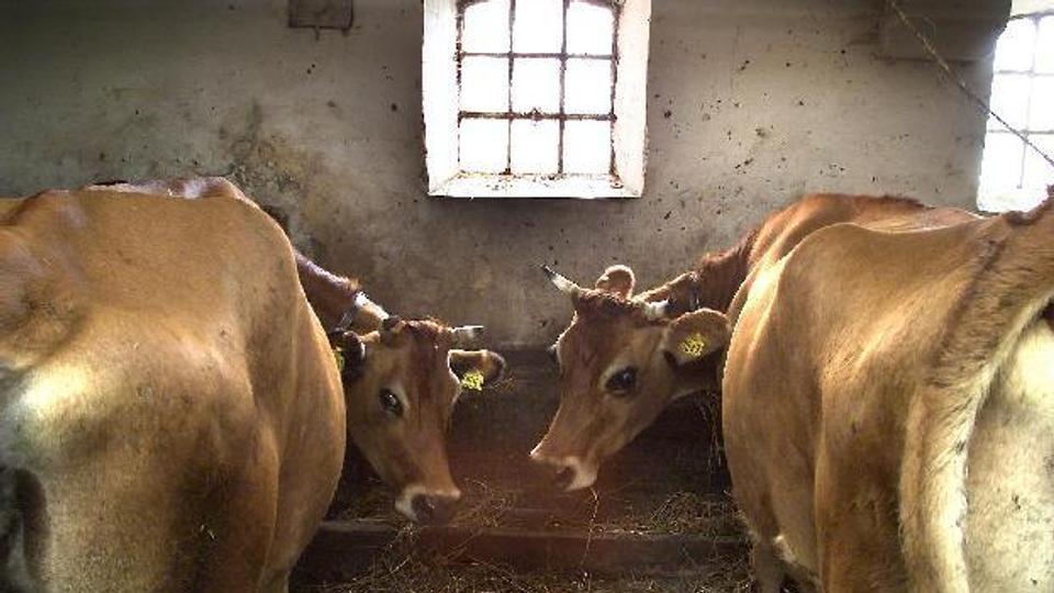 Landbruget producerer masser af kød og mælk - og gylle. At omdanne gyllen til biogas er godt for miljøet, men naboerne rynker på næsen. Arkivfoto: Peter Broen