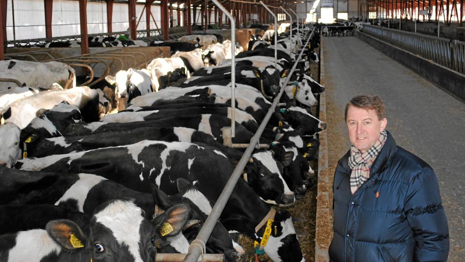 First Farms driver blandt andet kvægbrug i Slovakiet.Arkivfoto