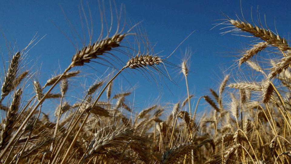 Hvede på en mark nær den ukrainske landsby Sjovtneye. En blokade af hvedeeksport fra Ukraine giver anledning til dyb bekymring. <i>Valentyn Ogirenko/Reuters</i>