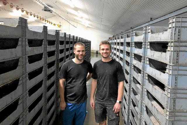 Mads Skjærbæk og Mads Heinrich Juul mellem rækker af kasser med larverne der vokser sig store på en kost af rester fra fødevarevirksomheder. Foto: Kirsten Olsen