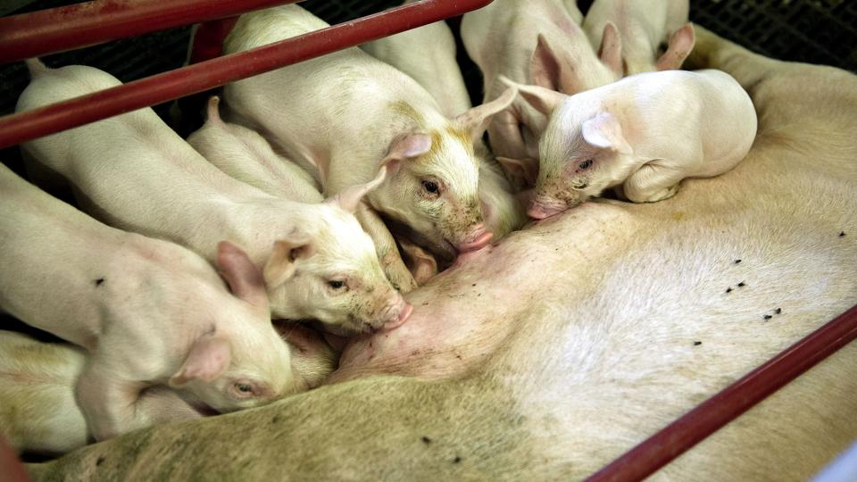 Søerne er blevet avlet til at producere flere og flere pattegrise. Men det har også betydet, at flere og flere af de nyfødte grise er svage og dør. (Arkivfoto). <i>Henning Bagger/Ritzau Scanpix</i>