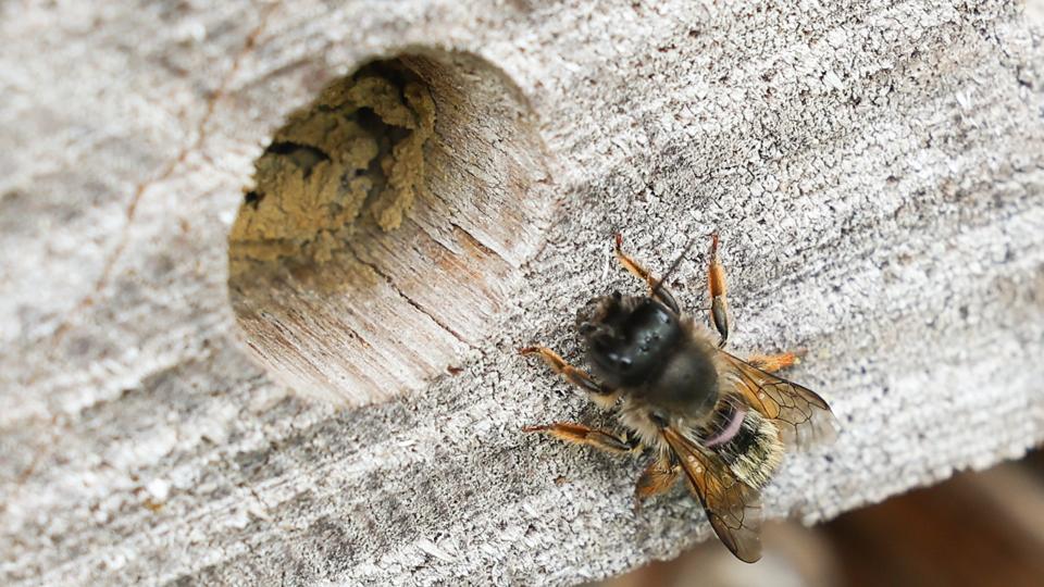 Der er livlig aktivitet omkring bihotellet i Aalborg Øst i øjeblikket. <i>Foto: Claus Søndberg</i>