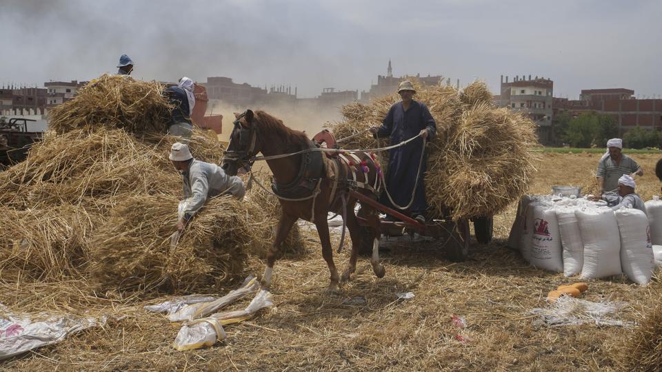 Egypten er en af verdens største importører af hvede, men krigen i Ukraine hat mindsket leverancerne af hvede til verdensmarkedet og drevet prisen i vejret. Egypten forsøger derfor at øge den hjemlige produktion af hvede. Foto er fra provinsen al-Sharqia i Egypten. <i>Amr Nabil/Ritzau Scanpix</i>