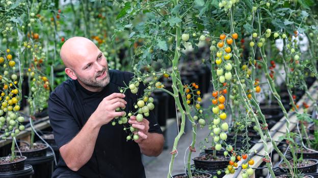 Omlægningen til mere helt lokal produktion af grøntsager. Har også været en stor mundfuld for køkkenchef Dennis Horn. Men han synes det er spændende og er blevet glad for at nørde grønsager i drivhuset. <i>Foto: Claus Søndberg</i>