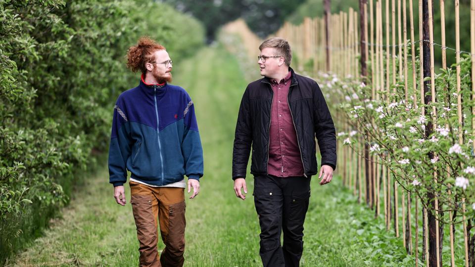 Siden han blev trillet afsted i en barnevogn, har Jens Greve Brix Mikkelsen (th.) været fast gæst på Brovejens Frugtplantage ved Aalestrup. Nu er det pludselig ham, der står for stedet, sammen med kæresten Mads Zacharias Richter. Her ved de første nyplantede æbletræer i 12 år, sorten Zari. Til venstre i øvrigt den ældst såede række af æbletræer på plantagen, sorten Bellida. <i>Foto: Claus Søndberg</i>