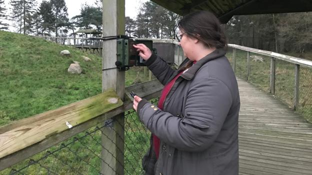 Hanne Lyngholm Larsen fra Aalborg Universitet med udstyret, der bruges til at optage ulvehyl på lang afstand. Her i Skandinavisk Dyrepark. <i>Privatfoto</i>