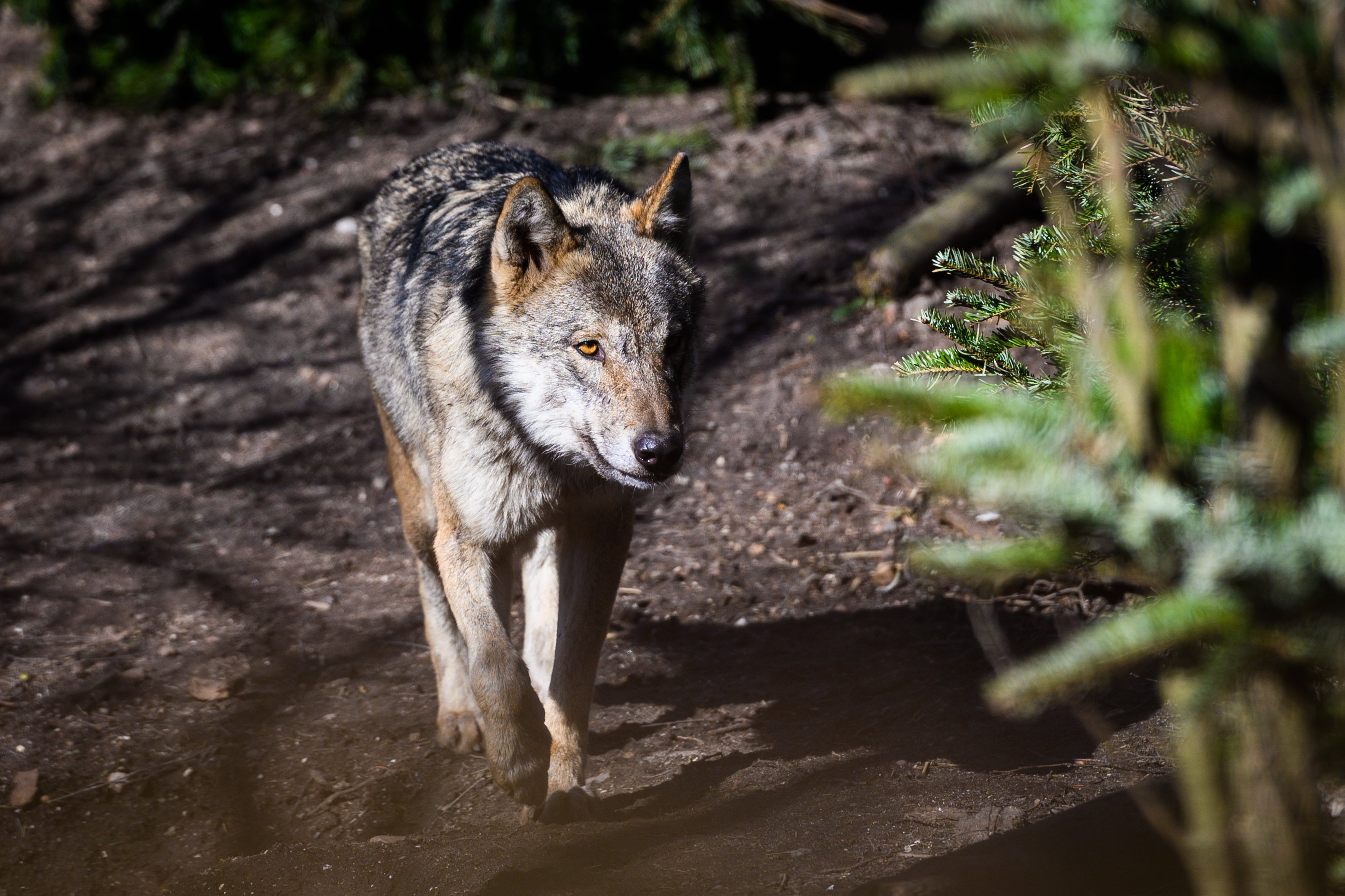 Forudsigelse om ulve vækker vrede og ængstelse: - Det lyder uhyggeligt