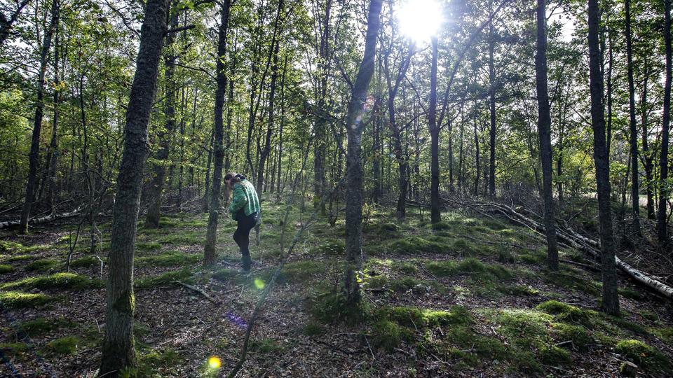En tur i skoven kan virke lindrende for psykisk sårbarhed, siger Mia Kristina Hansen, formand for Sind, som har fået 3,4 millioner kroner til at få psykisk sårbare ud i naturen. (Arkivfoto). <i>Henning Bagger/Ritzau Scanpix</i>