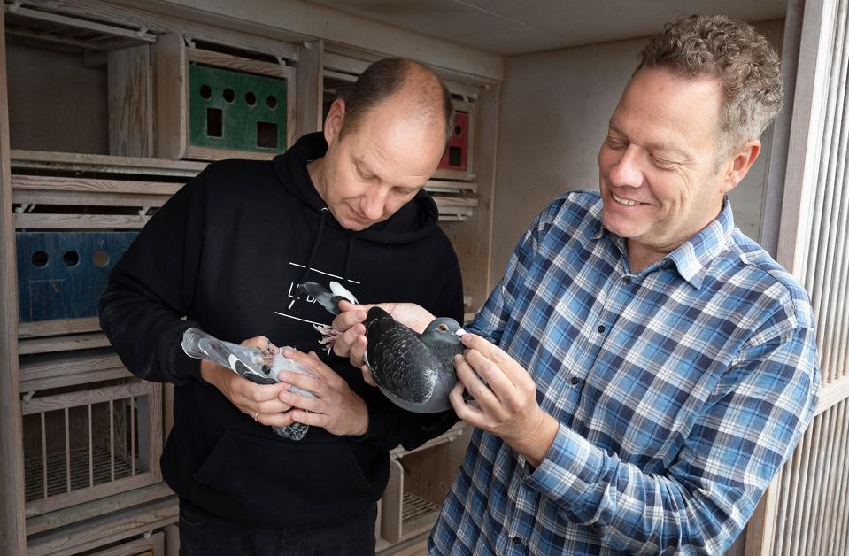 Christian (tv) og Martin Manstrup Hansen (th) sælger duer på onlineauktion til mange tusinde kroner i deres virksomhed M&C Auction i Støvring. <i>Foto: Claus Søndberg</i>