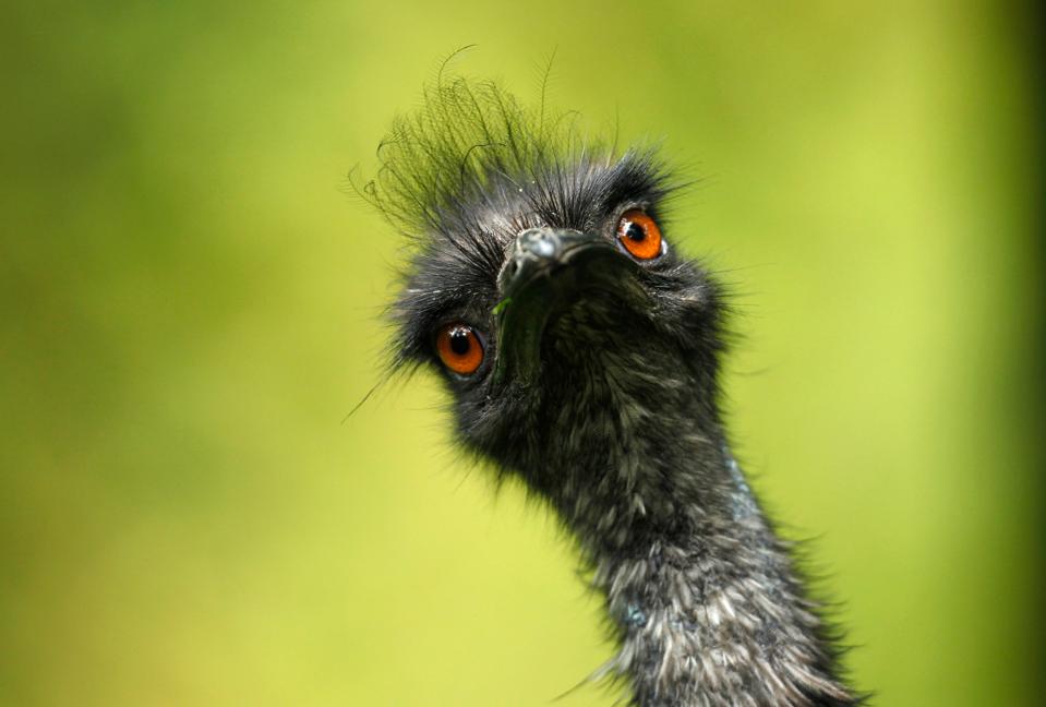 Det var en emu som denne, der kom gående langs en vej i Brønderslev - helt alene. Denne emu er dog fotograferet i en indhegning i zoo i Duisburg, Tyskland. <i>Arkivfoto: Ina Fassbender/Reuters/Ritzau Scanpix</i>