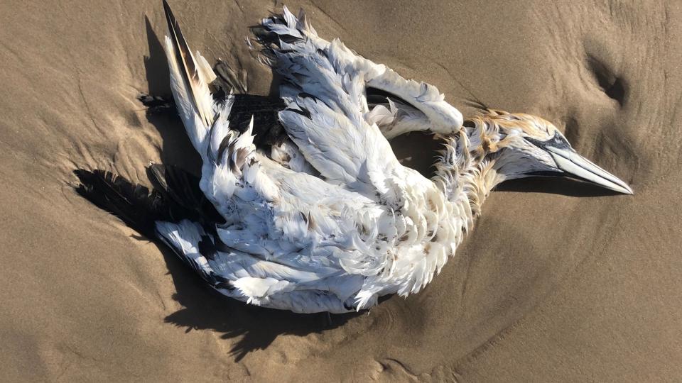Der er skyllet fem døde Suler ind på stranden i Tornby i løbet af ti dage. <i>Privatfoto</i>