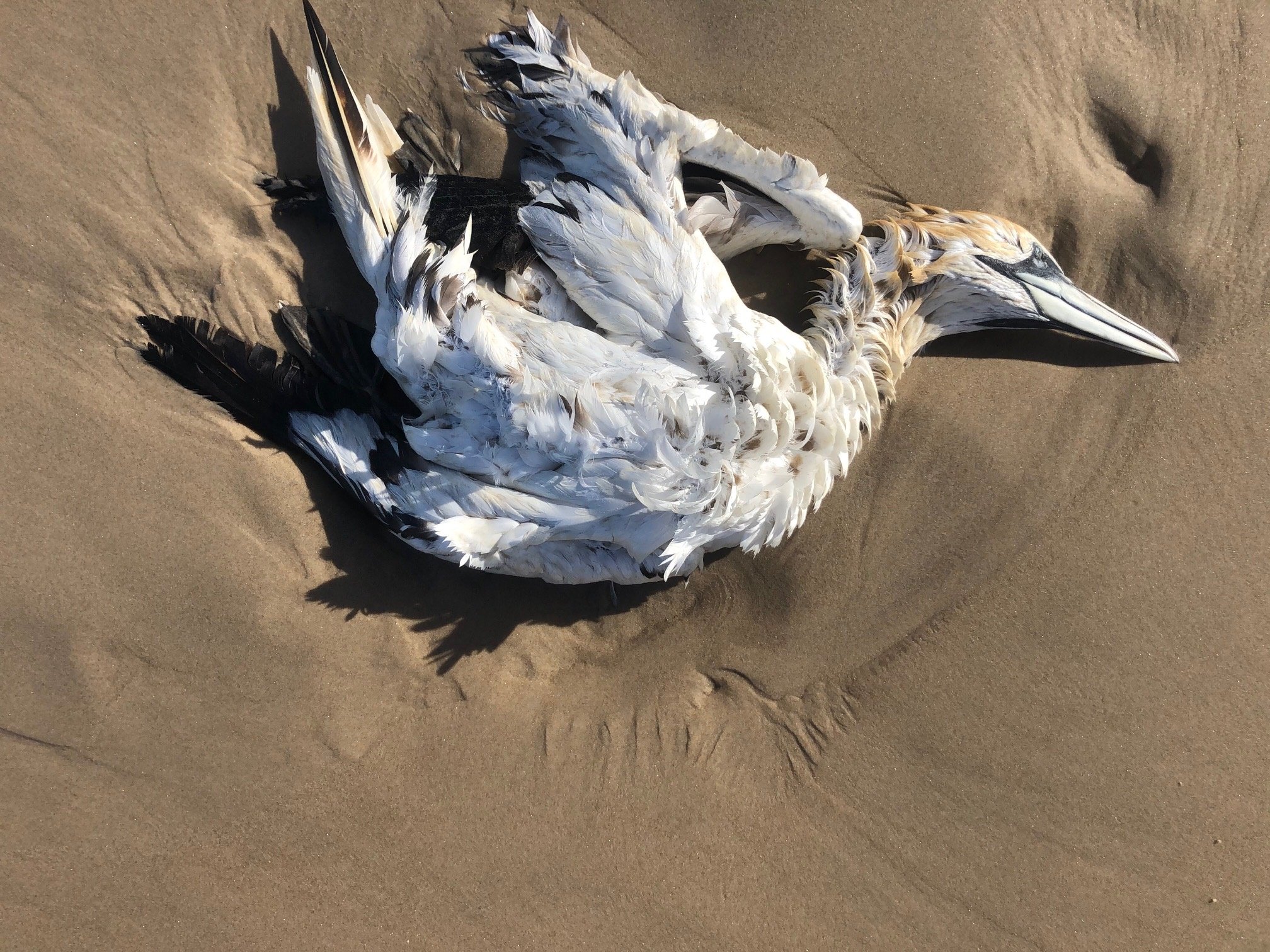 Store døde havfugle skyllet i land: Nu er Fødevarestyrelsen rykket ud