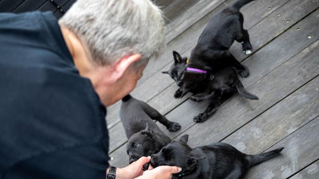 Det er ikke sådan at holde de fire livsglade hvalpe indenfor billedet på én gang. Her lykkedes det dog Tine Ofverlid. <i>Foto: Martél Andersen</i>