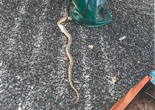 Hvem ejer denne slange fundet i et villakvarter i Frederikshavn?. Det vil politiet gerne vide. <i>Foto: Nordjyllands Politi</i>