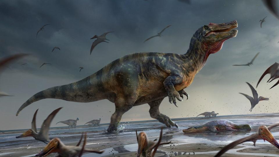 Denne illustration viser et bud på, hvordan den over ti meter lange "White Rock spinosaurid" kan have set ud. <i>Anthony Hutchings/Reuters</i>
