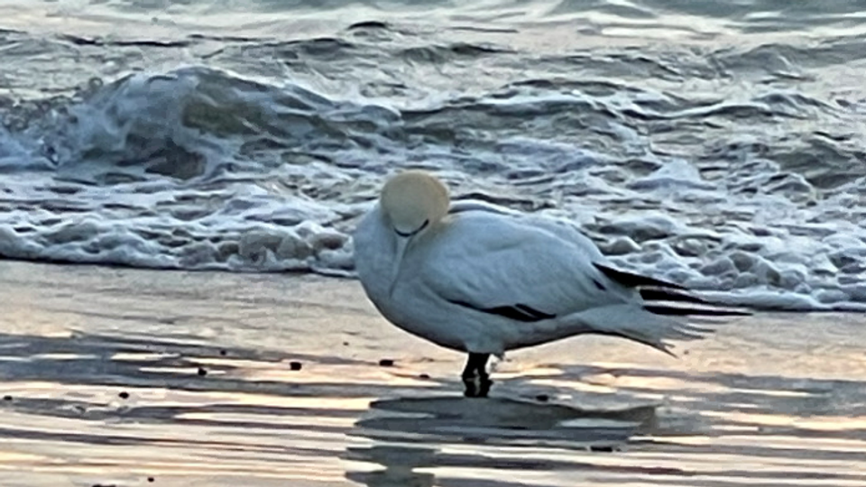 En strandgæst i Blokhus så denne tydeligvis afkræftede Sule, som stod passivt i vandkanten og ikke reagerede på, at mennesker nærmede sig. <i>Privatfoto</i>