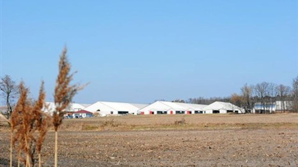 Det danske landbrugsselskab FirstFarms' nye kostald i Slovakiet huser med 3100 køer en af Europas største mælkekvægbesætninger. Foto: Egon Kjøller