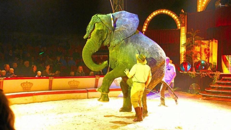 Ingen cirkus uden elefanter - og de er der også i Cirkus Dannebrog.