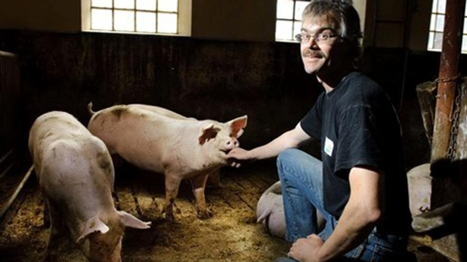En del af besætningen hos svineproducent Karsten Zirfelt, Farsø, ender nu på færøske middagsborde. Arkivfoto: Peter Langkilde