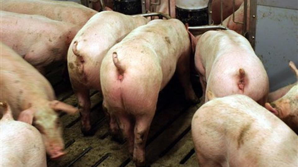 En farlig bakterie spreder sig fra grisene i svinestaldene til mennesker. Læger frygter, at smitten vil koste liv. Arkivfoto
