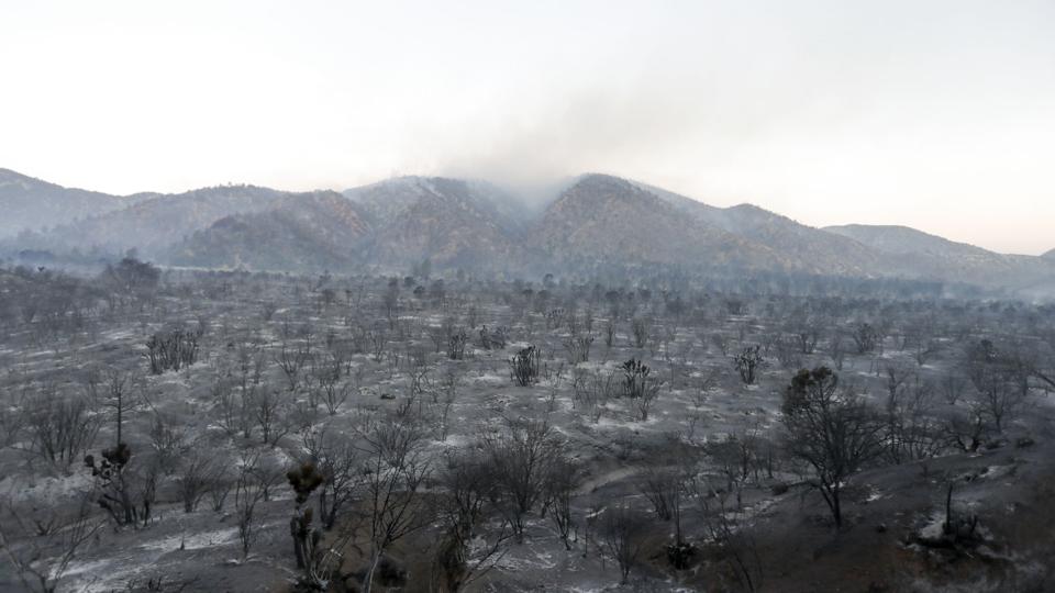 Træerne står forkullede nær byen Wrightwood i Californien. <i>Ringo H.w. Chiu/Ritzau Scanpix</i>