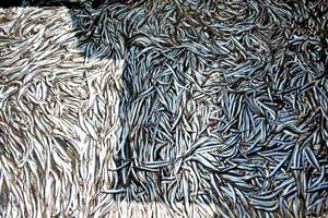Fiskeindustrien: Flere fisk end man tror