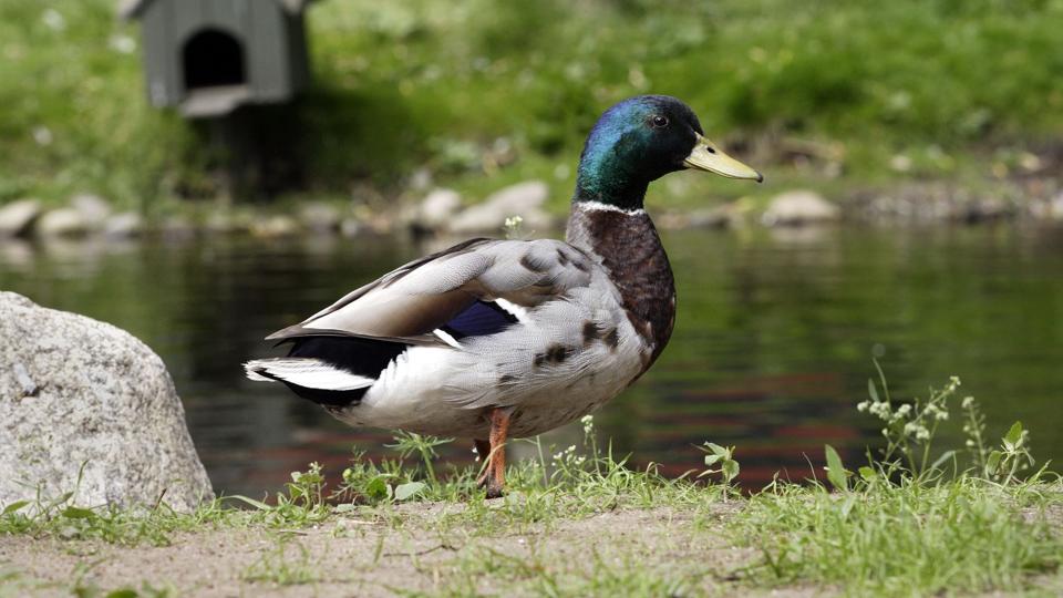 Arkivfoto