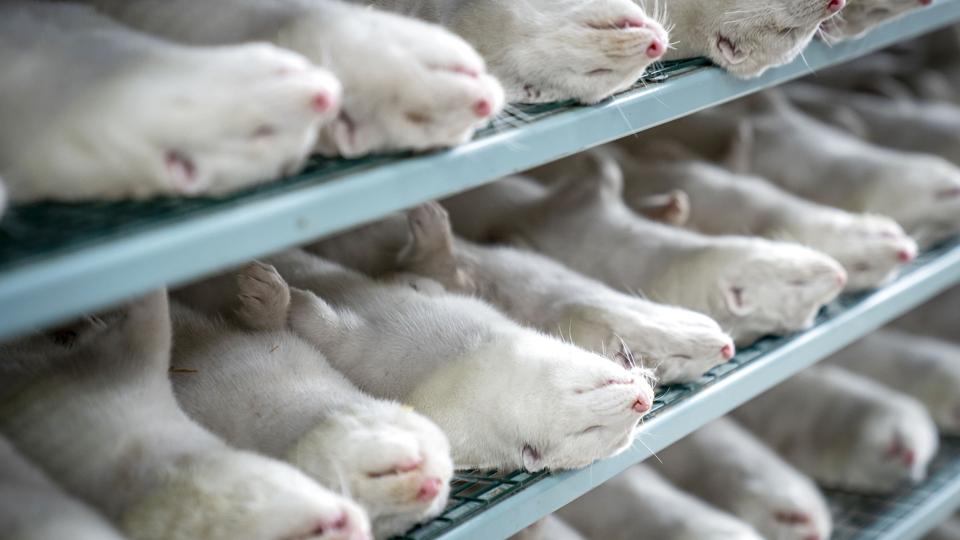 Hen over sommeren 2020 steg smitten med coronavirus på danske minkfarme. Det skete trods opfordringer om test af mennesker, prøver fra døde mink og aflivning af mink inden for bestemte risikozoner. I begyndelsen af november 2020 meddelte regeringen så, at alle mink skulle aflives. (Arkivfoto). <i>Mads Claus Rasmussen/Ritzau Scanpix</i>