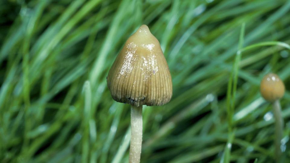 Psilocybinsvampe er en fællesbetegnelse for næsten 200 forskellige psykedeliske svampearter, der blandt andet indeholder det aktive stof psilocybin. Spids nøgenhat-svampen (på billedet) er en af de mest almindelige. <i>Karsten Schnack/Ritzau Scanpix</i>