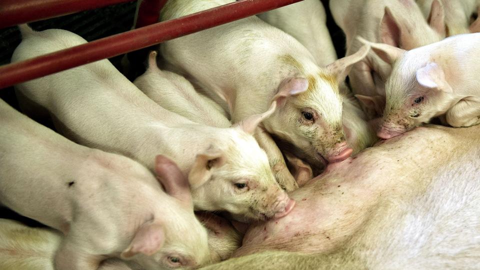 Størstedelen af danske hangrise bliver kastreret. En udregning fra Fødevarestyrelsen viser, at op mod halvdelen af dem ikke bliver bedøvet inden. <i>Henning Bagger/Ritzau Scanpix</i>